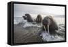 Europe, Norway, Svalbard. Walruses Emerge from the Sea-Jaynes Gallery-Framed Stretched Canvas