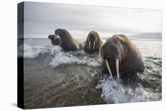 Europe, Norway, Svalbard. Walruses Emerge from the Sea-Jaynes Gallery-Stretched Canvas