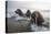 Europe, Norway, Svalbard. Walruses Emerge from the Sea-Jaynes Gallery-Stretched Canvas