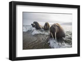 Europe, Norway, Svalbard. Walruses Emerge from the Sea-Jaynes Gallery-Framed Premium Photographic Print