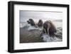 Europe, Norway, Svalbard. Walruses Emerge from the Sea-Jaynes Gallery-Framed Premium Photographic Print