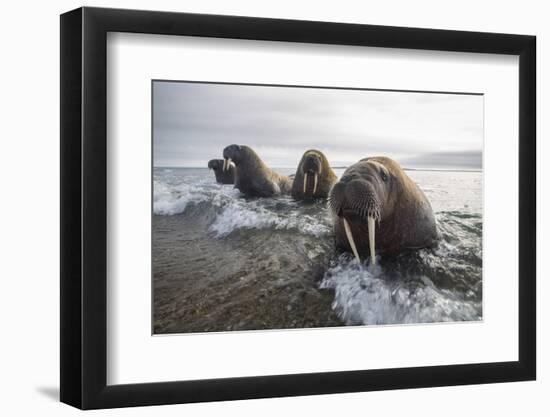 Europe, Norway, Svalbard. Walruses Emerge from the Sea-Jaynes Gallery-Framed Photographic Print