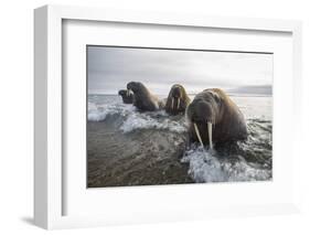 Europe, Norway, Svalbard. Walruses Emerge from the Sea-Jaynes Gallery-Framed Photographic Print