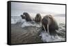 Europe, Norway, Svalbard. Walruses Emerge from the Sea-Jaynes Gallery-Framed Stretched Canvas