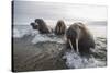 Europe, Norway, Svalbard. Walruses Emerge from the Sea-Jaynes Gallery-Stretched Canvas