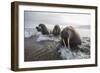 Europe, Norway, Svalbard. Walruses Emerge from the Sea-Jaynes Gallery-Framed Photographic Print
