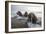 Europe, Norway, Svalbard. Walruses Emerge from the Sea-Jaynes Gallery-Framed Photographic Print