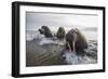 Europe, Norway, Svalbard. Walruses Emerge from the Sea-Jaynes Gallery-Framed Photographic Print