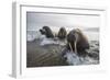 Europe, Norway, Svalbard. Walruses Emerge from the Sea-Jaynes Gallery-Framed Photographic Print