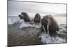 Europe, Norway, Svalbard. Walruses Emerge from the Sea-Jaynes Gallery-Mounted Photographic Print