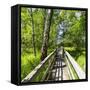 Europe, Poland, Lublin Voivodeship, Polesie National Park-Mikolaj Gospodarek-Framed Stretched Canvas