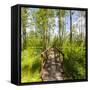 Europe, Poland, Lublin Voivodeship, Polesie National Park-Mikolaj Gospodarek-Framed Stretched Canvas