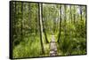 Europe, Poland, Lublin Voivodeship, Polesie National Park-Mikolaj Gospodarek-Framed Stretched Canvas