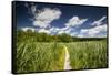 Europe, Poland, Lublin Voivodeship, Polesie National Park-Mikolaj Gospodarek-Framed Stretched Canvas