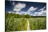 Europe, Poland, Lublin Voivodeship, Polesie National Park-Mikolaj Gospodarek-Stretched Canvas