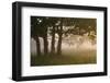 Europe, Poland, Podlaskie Voivodeship, Narew river - Gielczyn-Mikolaj Gospodarek-Framed Photographic Print