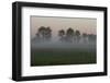 Europe, Poland, Podlaskie Voivodeship, Narew river - Gielczyn-Mikolaj Gospodarek-Framed Photographic Print