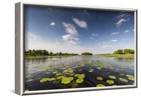 Europe, Poland, Voivodeship Masovian, Dzierzenin - Narew river-Mikolaj Gospodarek-Framed Photographic Print