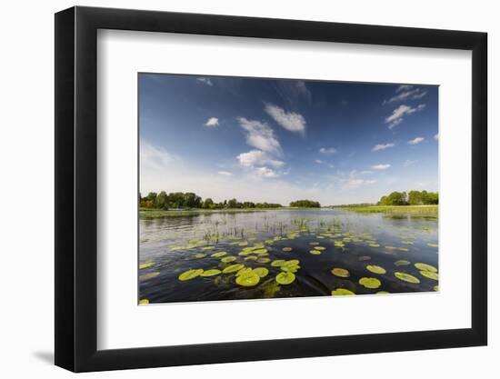 Europe, Poland, Voivodeship Masovian, Dzierzenin - Narew river-Mikolaj Gospodarek-Framed Photographic Print