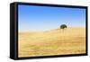 Europe, Portugal, Alentejo, a Solitary Cork Oak Tree in a Wheat Field in the Central Alentejo-Alex Robinson-Framed Stretched Canvas