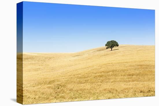 Europe, Portugal, Alentejo, a Solitary Cork Oak Tree in a Wheat Field in the Central Alentejo-Alex Robinson-Stretched Canvas