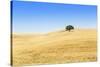 Europe, Portugal, Alentejo, a Solitary Cork Oak Tree in a Wheat Field in the Central Alentejo-Alex Robinson-Stretched Canvas