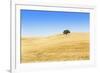 Europe, Portugal, Alentejo, a Solitary Cork Oak Tree in a Wheat Field in the Central Alentejo-Alex Robinson-Framed Photographic Print