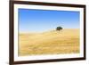 Europe, Portugal, Alentejo, a Solitary Cork Oak Tree in a Wheat Field in the Central Alentejo-Alex Robinson-Framed Photographic Print