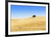 Europe, Portugal, Alentejo, a Solitary Cork Oak Tree in a Wheat Field in the Central Alentejo-Alex Robinson-Framed Photographic Print