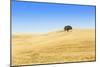 Europe, Portugal, Alentejo, a Solitary Cork Oak Tree in a Wheat Field in the Central Alentejo-Alex Robinson-Mounted Photographic Print