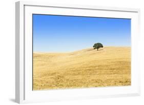 Europe, Portugal, Alentejo, a Solitary Cork Oak Tree in a Wheat Field in the Central Alentejo-Alex Robinson-Framed Photographic Print