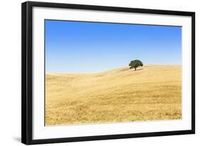 Europe, Portugal, Alentejo, a Solitary Cork Oak Tree in a Wheat Field in the Central Alentejo-Alex Robinson-Framed Photographic Print