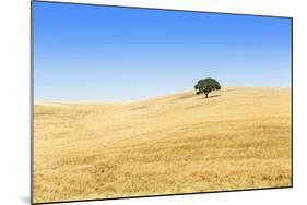 Europe, Portugal, Alentejo, a Solitary Cork Oak Tree in a Wheat Field in the Central Alentejo-Alex Robinson-Mounted Photographic Print