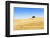 Europe, Portugal, Alentejo, a Solitary Cork Oak Tree in a Wheat Field in the Central Alentejo-Alex Robinson-Framed Photographic Print