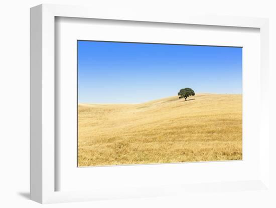 Europe, Portugal, Alentejo, a Solitary Cork Oak Tree in a Wheat Field in the Central Alentejo-Alex Robinson-Framed Photographic Print