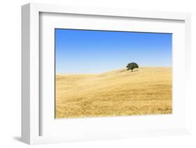 Europe, Portugal, Alentejo, a Solitary Cork Oak Tree in a Wheat Field in the Central Alentejo-Alex Robinson-Framed Photographic Print
