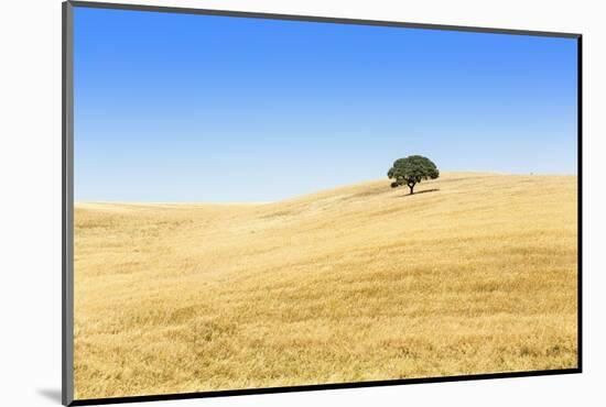 Europe, Portugal, Alentejo, a Solitary Cork Oak Tree in a Wheat Field in the Central Alentejo-Alex Robinson-Mounted Photographic Print