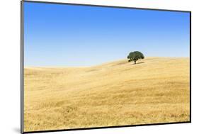 Europe, Portugal, Alentejo, a Solitary Cork Oak Tree in a Wheat Field in the Central Alentejo-Alex Robinson-Mounted Photographic Print