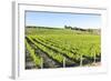 Europe, Portugal, Favaios, Vineyards-Lisa S. Engelbrecht-Framed Photographic Print