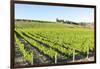 Europe, Portugal, Favaios, Vineyards-Lisa S. Engelbrecht-Framed Photographic Print