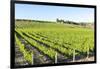 Europe, Portugal, Favaios, Vineyards-Lisa S. Engelbrecht-Framed Photographic Print