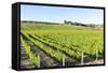 Europe, Portugal, Favaios, Vineyards-Lisa S. Engelbrecht-Framed Stretched Canvas
