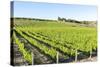 Europe, Portugal, Favaios, Vineyards-Lisa S. Engelbrecht-Stretched Canvas