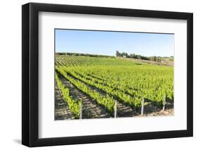 Europe, Portugal, Favaios, Vineyards-Lisa S. Engelbrecht-Framed Photographic Print