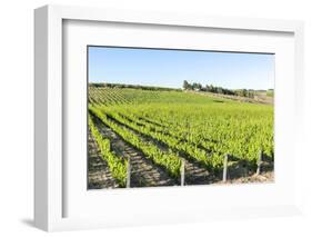 Europe, Portugal, Favaios, Vineyards-Lisa S. Engelbrecht-Framed Photographic Print