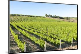 Europe, Portugal, Favaios, Vineyards-Lisa S. Engelbrecht-Mounted Photographic Print