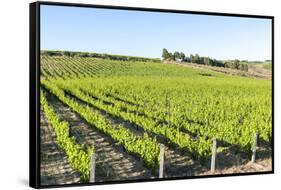 Europe, Portugal, Favaios, Vineyards-Lisa S. Engelbrecht-Framed Stretched Canvas