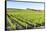 Europe, Portugal, Favaios, Vineyards-Lisa S. Engelbrecht-Framed Stretched Canvas