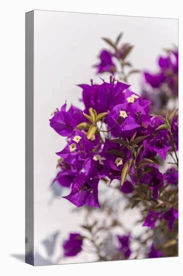 Europe, Portugal, Obidos, Bougainvillea-Lisa S. Engelbrecht-Stretched Canvas