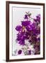 Europe, Portugal, Obidos, Bougainvillea-Lisa S. Engelbrecht-Framed Photographic Print